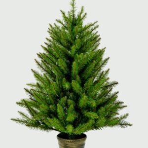 Premier 90cm California Spruce In Pot