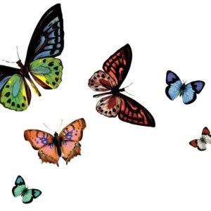 d-c-fixÂ® Pack 12 Rio Placemat - Butterfly Transparent